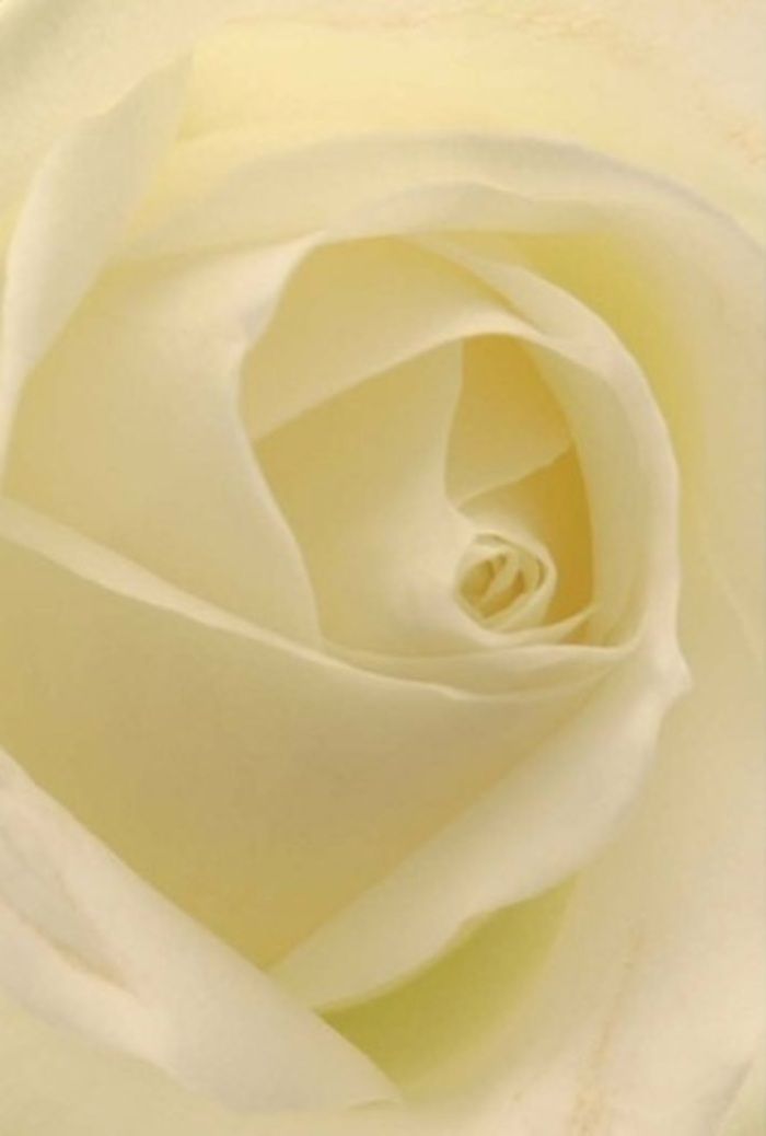 A close gaze upon this classic white rose reveals a composition in perfect balance-petals of creamy white and pale ivory gently unfurl from the tightly curled core, their edges luminous under the soft, even light of a Barbican studio. Each petal's surface is velvety, drawing subtle shadows into the undulating folds, while the spiral structure at the heart evokes strength and harmony. The effect is timeless and serene, reminiscent of quiet afternoons wandering among the estate's gardens or pausing beside the tranquil water features. This elegant rose, artfully arranged by Flowers Barbican, becomes an ideal centrepiece for weddings, romantic gestures, or gentle apologies. Its understated scent seems to float in the air, promising calm and purity amid a bustling city backdrop. The flower's resilience is mirrored in the precise craftsmanship of its arrangement, featuring a blend of soft hues and graceful lines. Such attention to detail ensures the rose's enduring beauty-making each bouquet a true reflection of the refined local tradition.